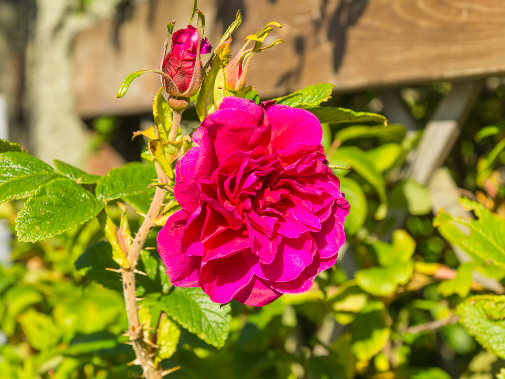 20240911_0241_Island