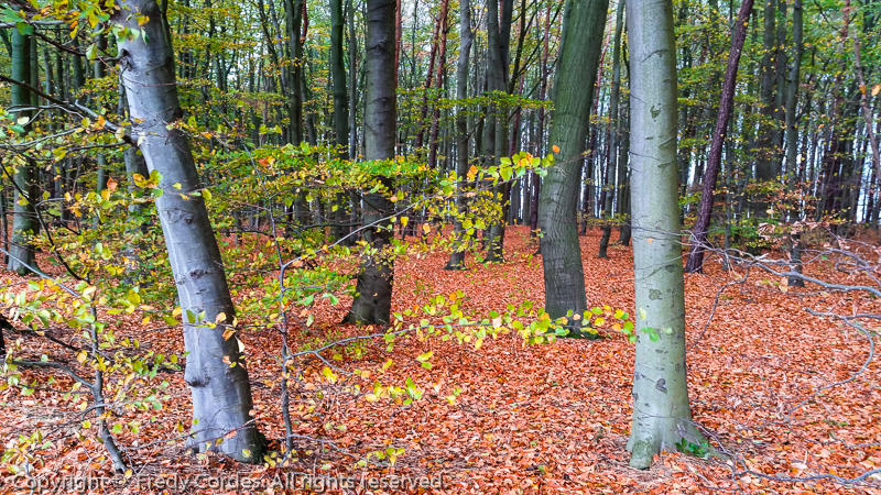 20181025_0030_Warnemuende